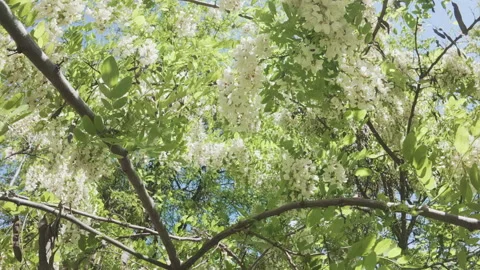 Flight backward inside blooming White Acacia or Black Locust tree, flying Stock Footage 331962736