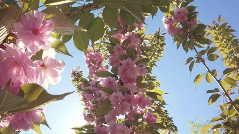 Flight backward from top of crown of cherry blossom tree covered in pink flowers Video stock 335902011