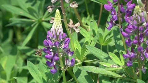Flight of the bee over the flowered lupine, slow motion Stock Footage 109415052