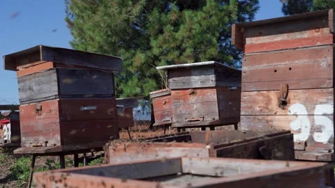 Flight of bees in an apiary against the background of Siberian cedar. Stock Footage 310440944