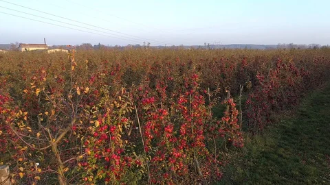 Flight between apples trees, aerial view Stock Footage 123663739