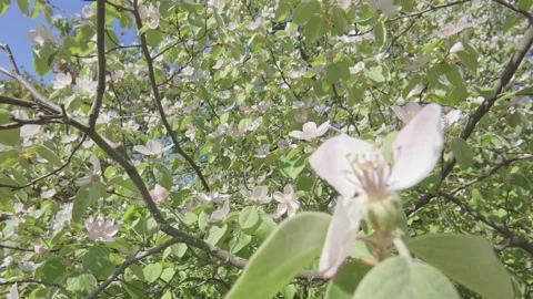Flight between branches of flowering Quince tree, Cydonia oblonga amid bright Stock Footage 320311929