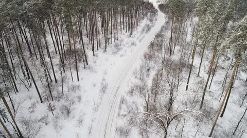 Flight between the branches of pine trees winter. Stock Footage 120193547
