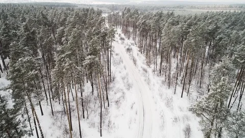 Flight between the branches of pine trees winter. Stock Footage 120193836