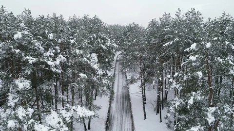 Flight between the branches of pine trees winter. Stock Footage 120198611