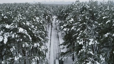 Flight between the branches of pine trees winter. Stock Footage 120200245