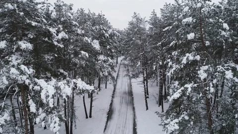Flight between the branches of pine trees winter. Stock Footage 120201466