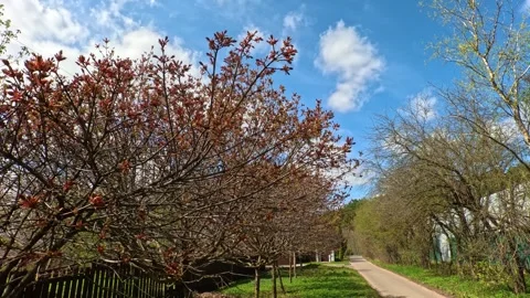 Flight between the branches of a spring young tree in sunny weather Stock Footage 274882226