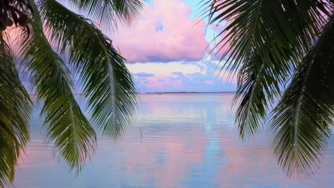 Flight between coconut trees at dusk Stock Footage 90434177