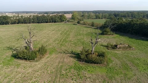 Flight between dead trees, aerial view Stock Footage 123655039