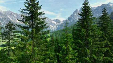 Flight between green fir trees in the Alps in sunny day. Aerial view of Stock Footage 267545013