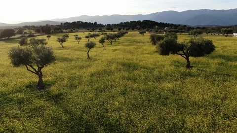 Flight between olive trees 스톡 동영상 126239297