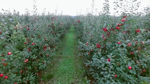 A flight between ripe apple trees in the orchard, aerial view Stock Footage 85290427