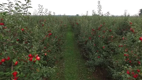 A flight between ripe apple trees in the orchard, aerial view Stock Footage 85290505