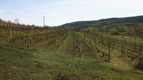 Flight between rows of vineyard in spring. Agriculture and plant care. Stock Footage 183467706