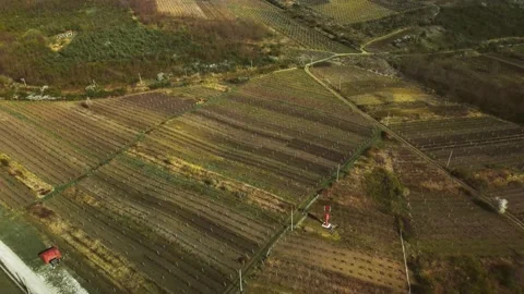 Flight between rows of vineyard in spring. Agriculture and plant care. Stock Footage 184442398