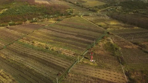Flight between rows of vineyard in spring. Agriculture and plant care. Stock Footage 184442907