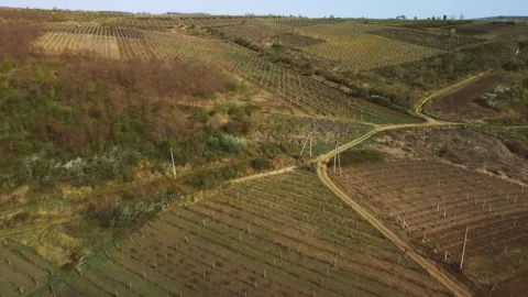 Flight between rows of vineyard in spring. Agriculture and plant care. Stock Footage 184443473