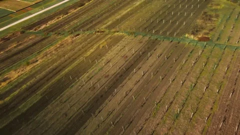 Flight between rows of vineyard in spring. Agriculture and plant care. Stock Footage 184443857