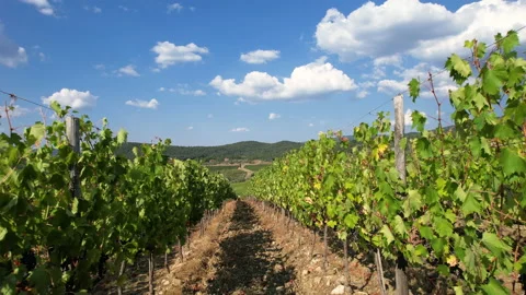 Flight between the rows of vineyards in Italy in the Chianti Classico area. Stock Footage 160560964