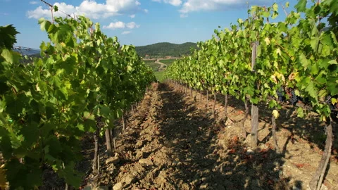 Flight between the rows of vineyards in Italy Stockbeeldmateriaal 160561576