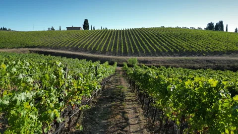 Flight between the rows of vineyards in Italy in the Chianti Classico area Stock Footage 253003281