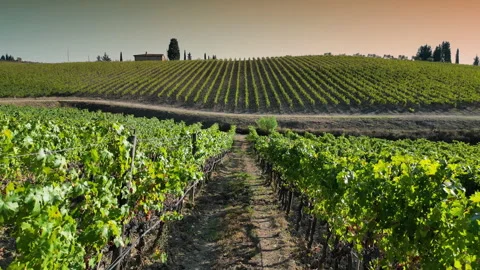 Flight between the rows of vineyards in Italy in the Chianti Classico area Stock Footage 260806299