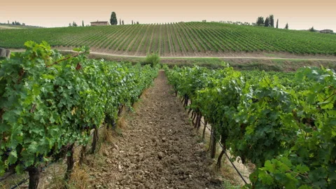 Flight between rows of vineyards in Italy in the Chianti Classico area Stock-Footage 283930440