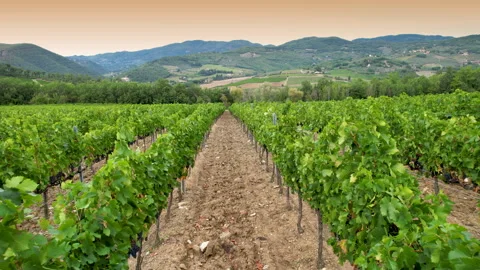 Flight between the rows of vineyards in Italy in the Chianti Classico area Stock Footage 284712365
