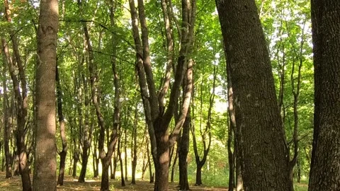 Flight between tree branches. Stock-Footage 141133197
