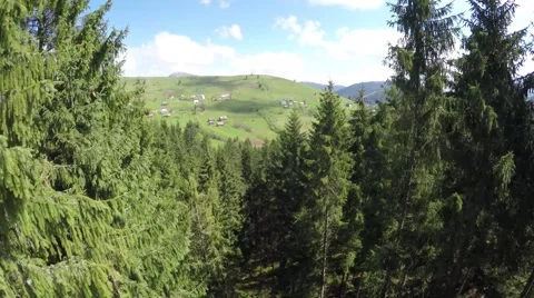 Flight between trees Stock Footage 64377985