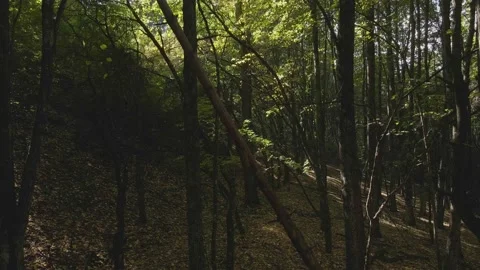 Flight between trees Stock Footage 140944449