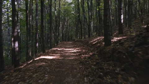 Flight between trees Stock Footage 140944862