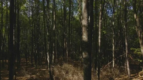 Flight between trees Stock Footage 140944865