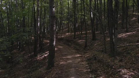 Flight between trees Stock Footage 140945163