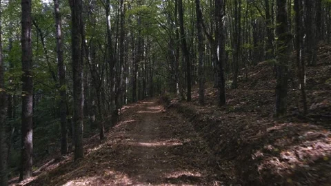 Flight between trees Stock Footage 140945554