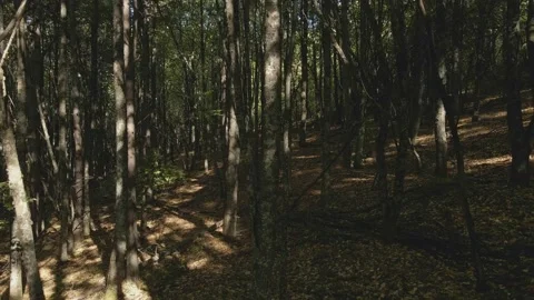 Flight between trees Stock Footage 140945952