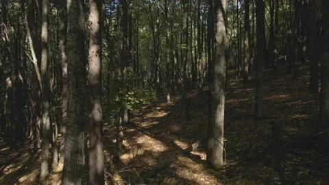 Flight between trees Stock Footage 140946617