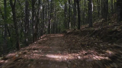 Flight between trees Stock Footage 140946697