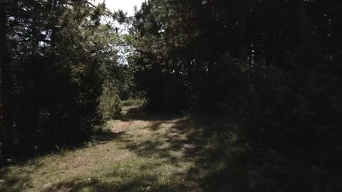 Flight between trees Stock Footage 140946865