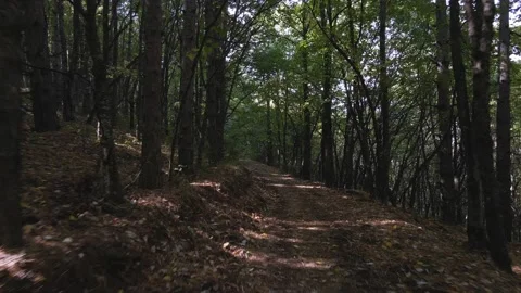 Flight between trees Stock Footage 140946928