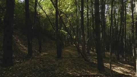 Flight between trees Stock Footage 140947706