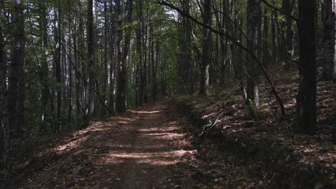 Flight between trees Stock Footage 140949692