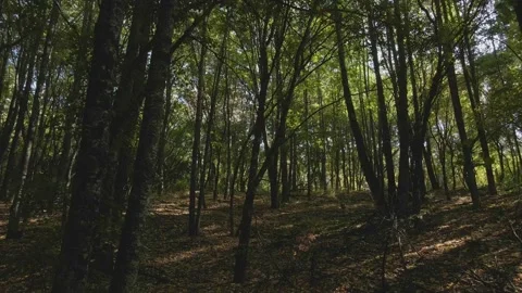 Flight between trees Stock Footage 140950265