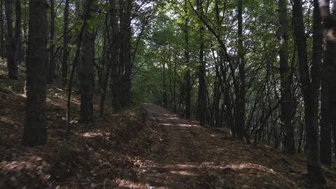 Flight between trees Stock Footage 140950660