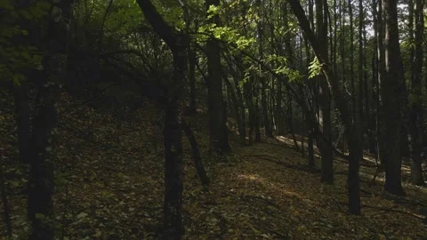 Flight between trees Stock Footage 140950685