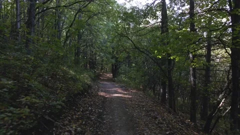 Flight between trees Stock Footage 140950851
