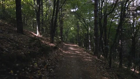 Flight between trees Stock Footage 140952437