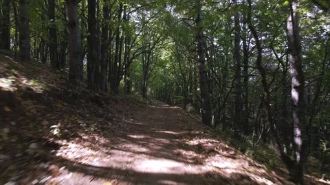 Flight between trees Stock Footage 140953835