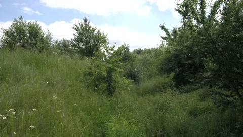 Flight between the trees Stock Footage 155971022